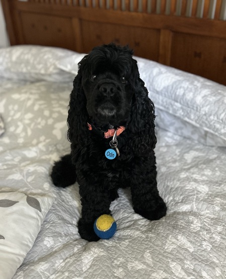 Odin