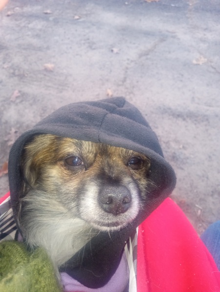 Rufus 