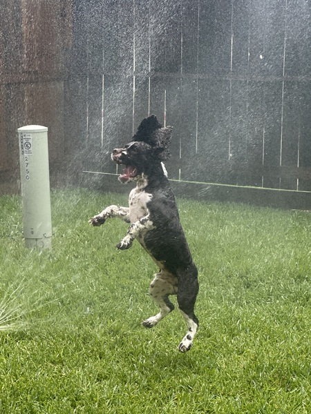 Meeko