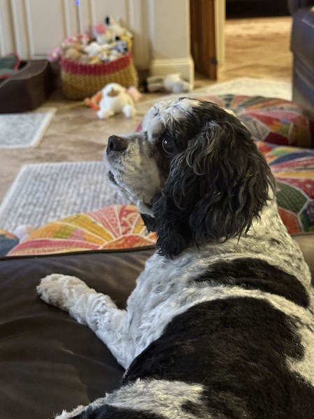 Jazzie 