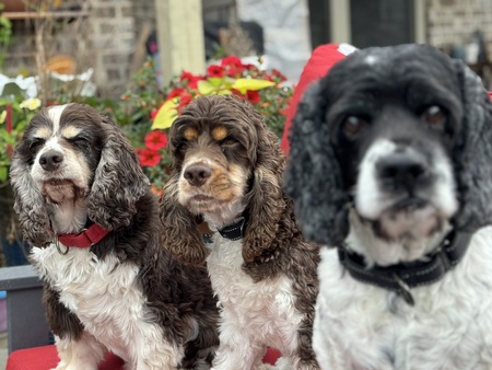 Logan, Snickers, and Dakota