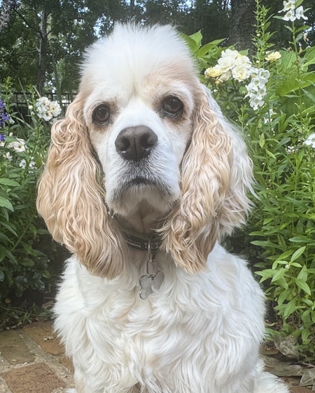 Gus