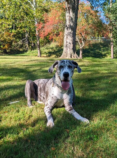 Pepper