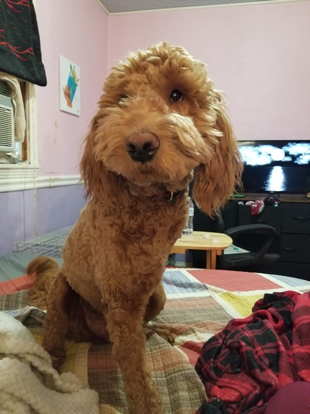 Aiko