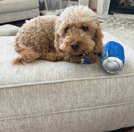 Teddy