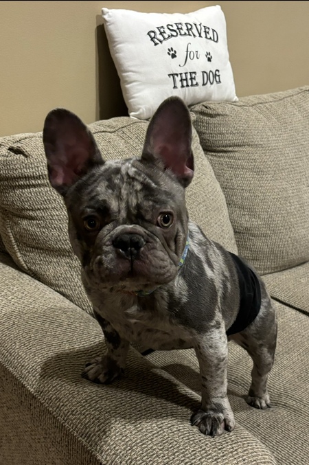 Gordie 