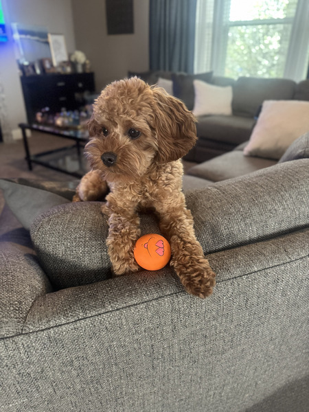 Murphy