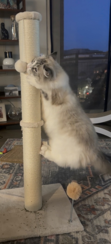 Archie 