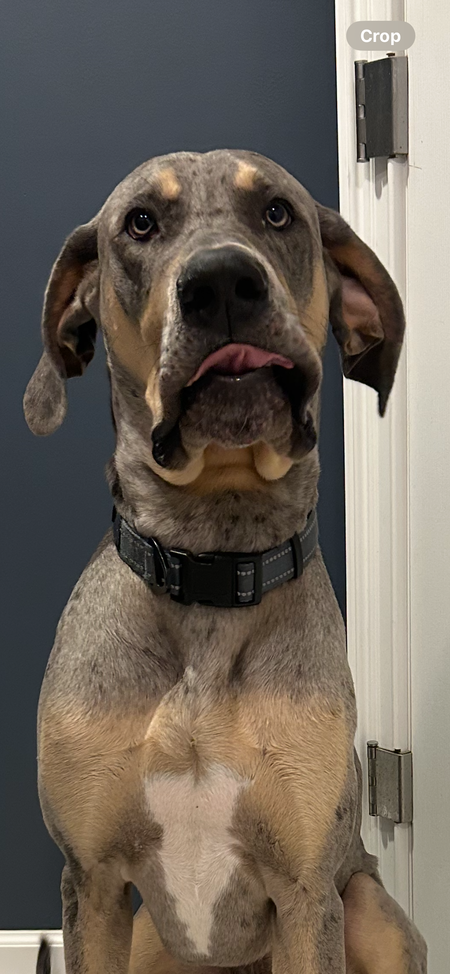 Mookie