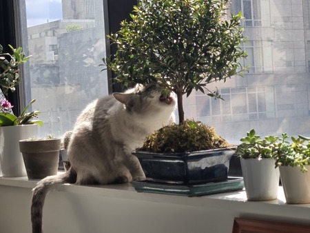 Nala the Senior Siamese Bideawee Alum!