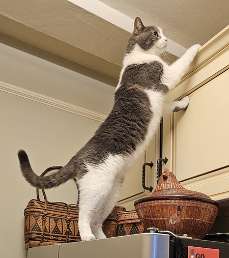 Snoop Catt