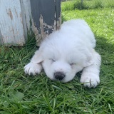 Entry image for Shay’s Baby Peter