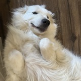 Entry image for Millie