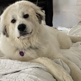 Entry image for Lucy