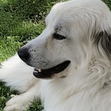 Entry image for Bella