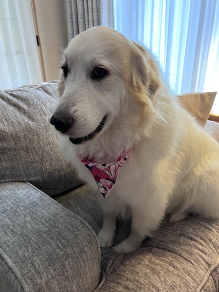 Maya