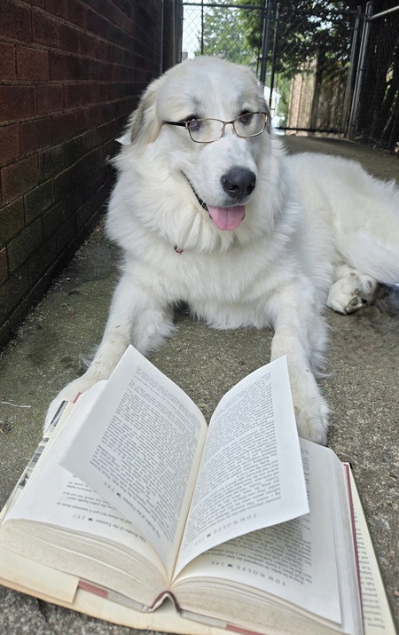 Gus (studying for Puppy School)