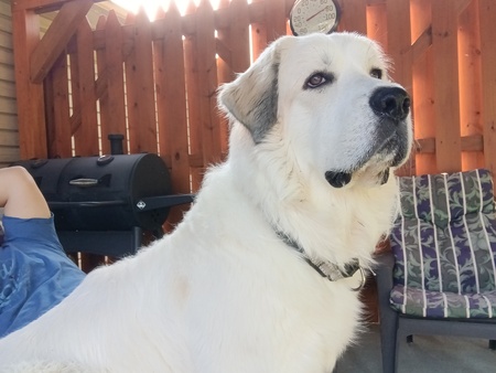 Maximus 
