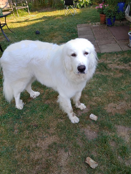 Kodi