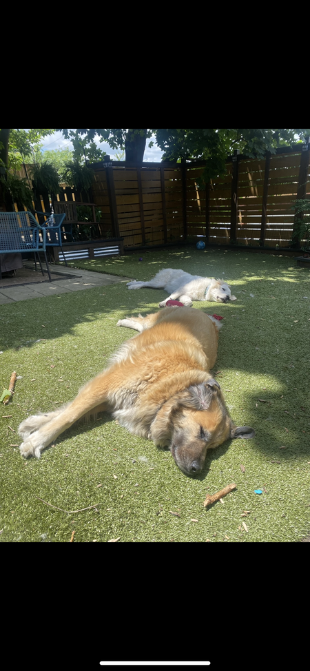 Basil and Kiwi