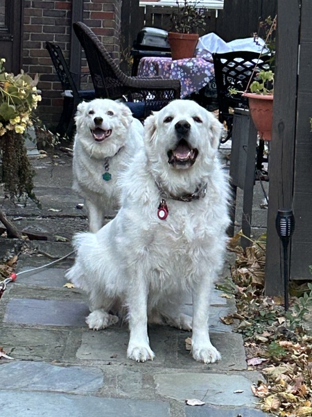 Blue and Larry