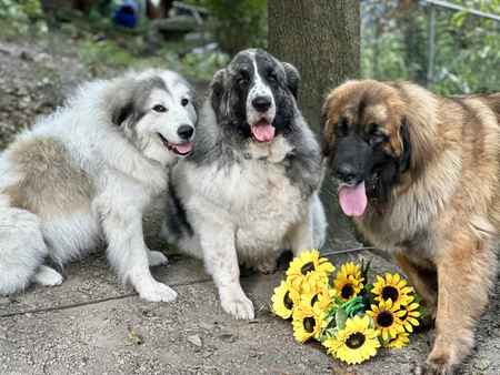 from Left to Right...      Merci,     Fiesta and Fozzy