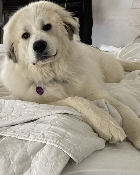 Entry image for Lucy. Clicking this image will show a larger photo