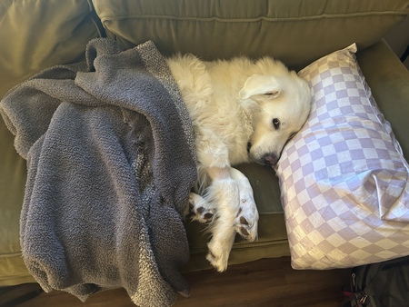 Entry image for Parker. Clicking this image will show a larger photo