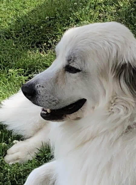 Entry image for Bella. Clicking this image will show a larger photo