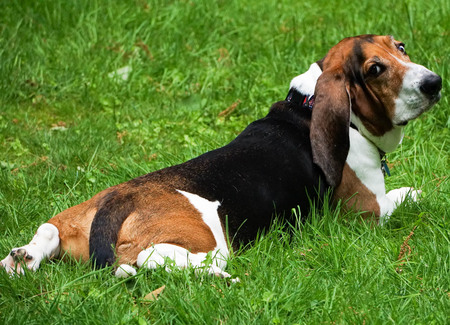 Roscoe