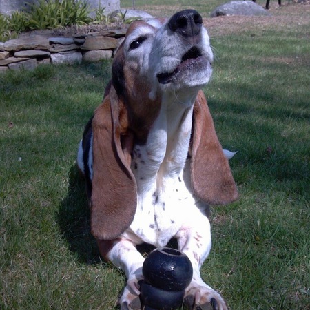 Wilbur