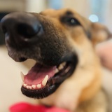Entry image for Mabel