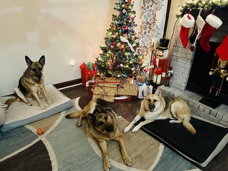 Kona, Bruce & Sadie