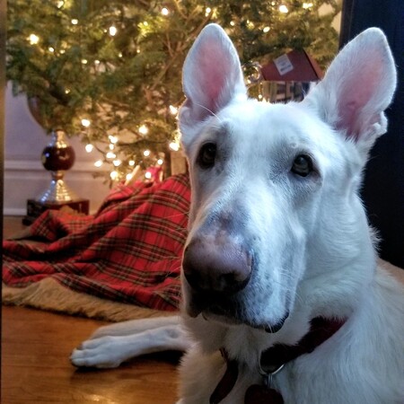 Apollo