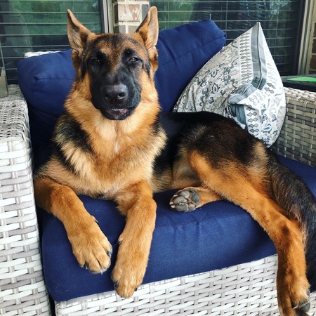 Stella