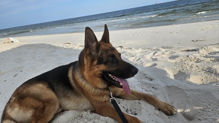 Duke