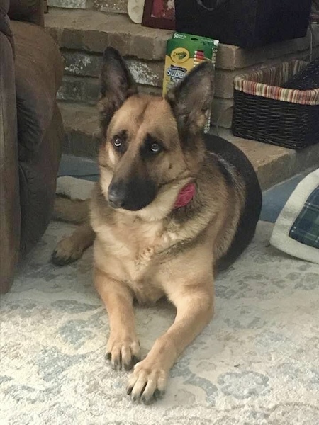 Entry image for Millie. Clicking this image will show a larger photo