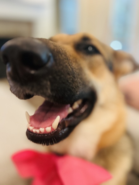 Entry image for Mabel. Clicking this image will show a larger photo