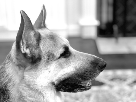 Entry image for Chase. Clicking this image will show a larger photo