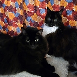 Entry image for Bernard & Ace