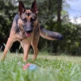 Entry image for Willow 