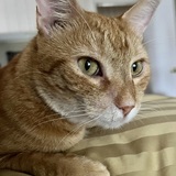 Entry image for Rambo