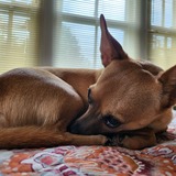 Entry image for Koby