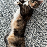 Entry image for Abigail Rose