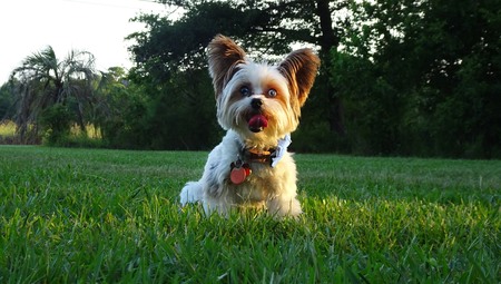 Eddie