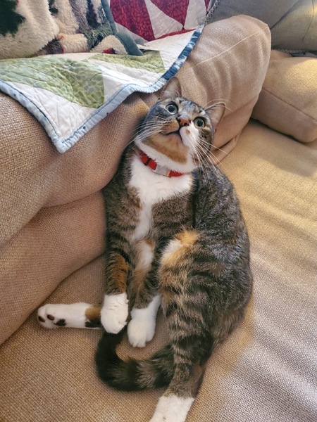 Banjo