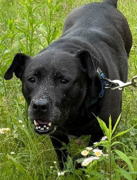 Scout