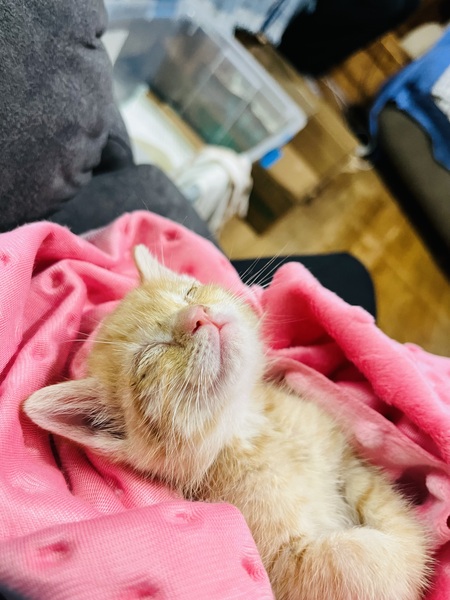 Leo 