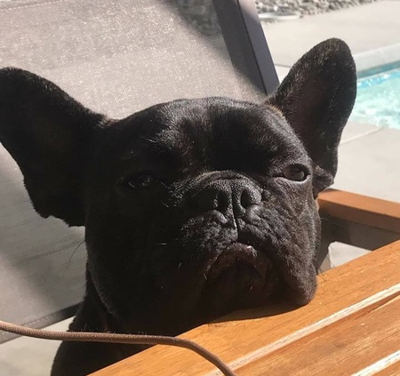 Debo