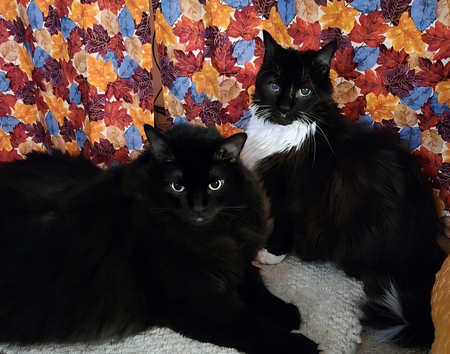 Entry image for Bernard & Ace. Clicking this image will show a larger photo